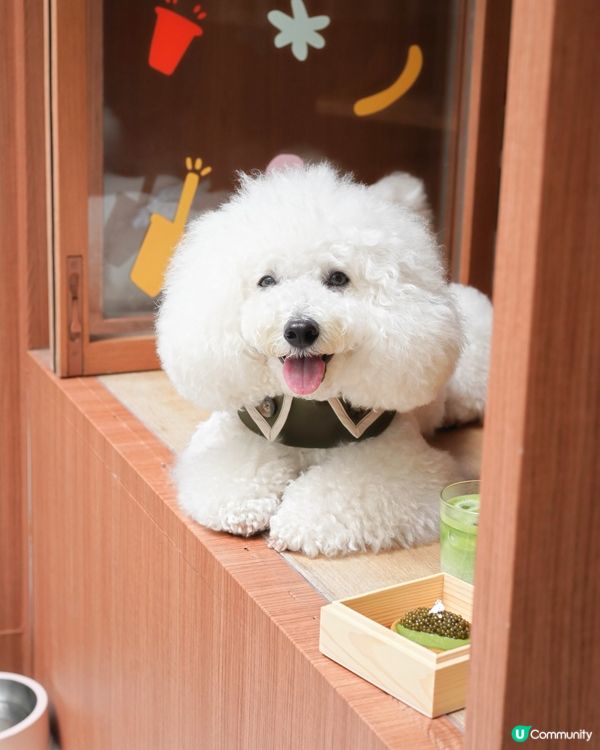 可能係全港最正嘅抹茶撻