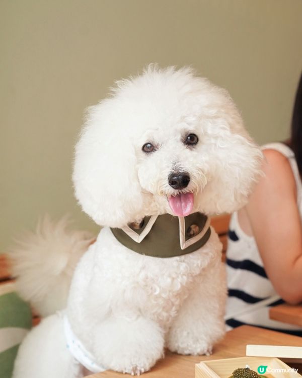 可能係全港最正嘅抹茶撻