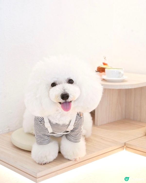 酥皮控天堂 價格合理 