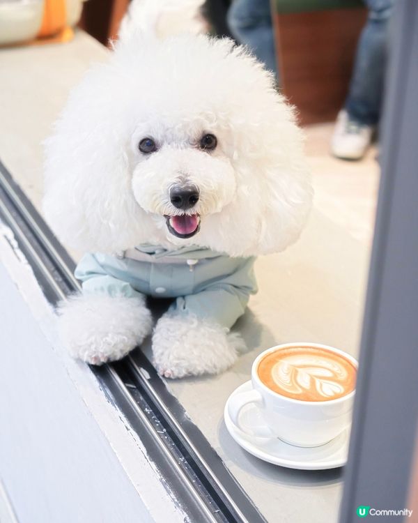 西營盤新cafe 大窗可帶毛孩一齊chill 
