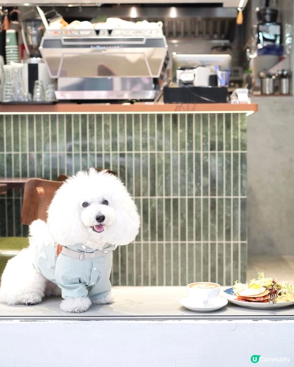 西營盤新cafe 大窗可帶毛孩一齊chill 