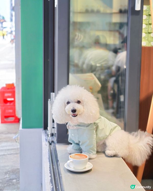 西營盤新cafe 大窗可帶毛孩一齊chill 