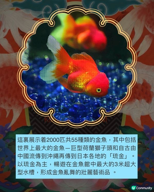 沖繩激新金魚藝術館🥳