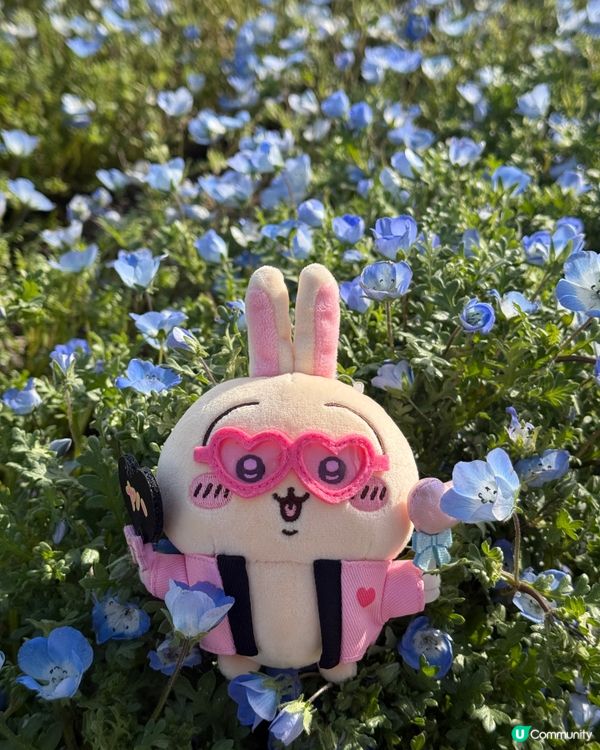 🌸福岡粉蝶花海🌸 春天必去打卡位！