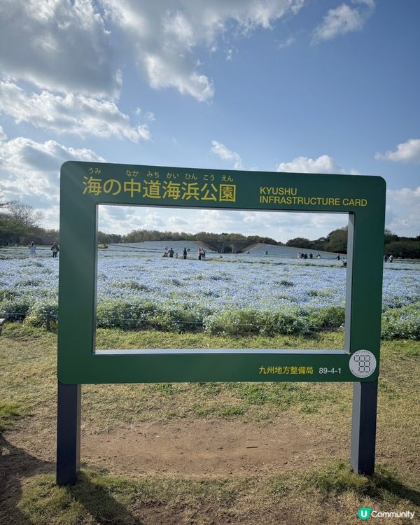 🌸福岡粉蝶花海🌸 春天必去打卡位！