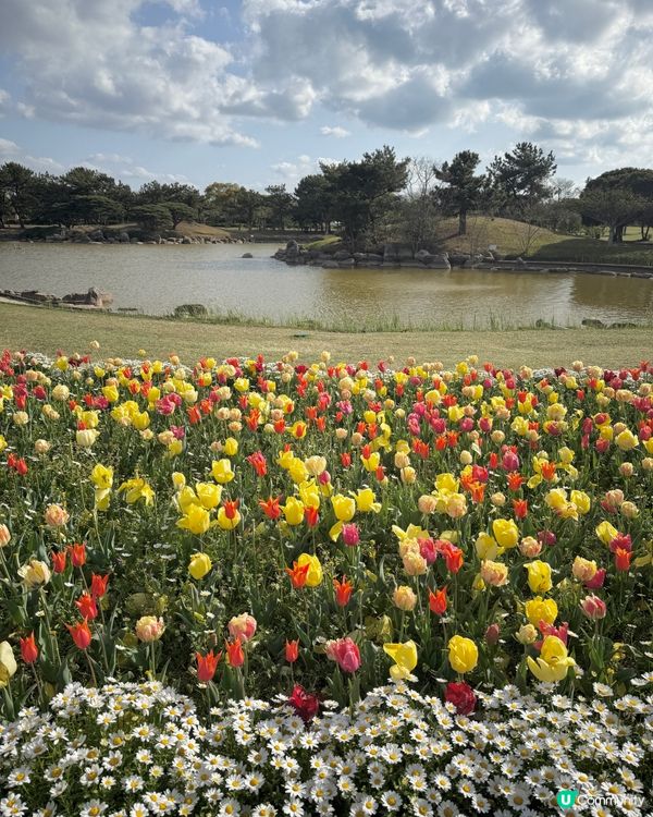 🌸福岡粉蝶花海🌸 春天必去打卡位！
