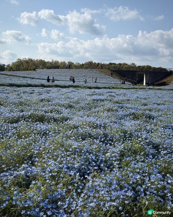 🌸福岡粉蝶花海🌸 春天必去打卡位！