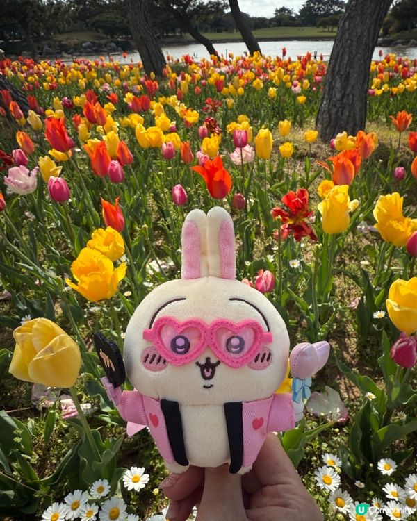 🌸福岡粉蝶花海🌸 春天必去打卡位！