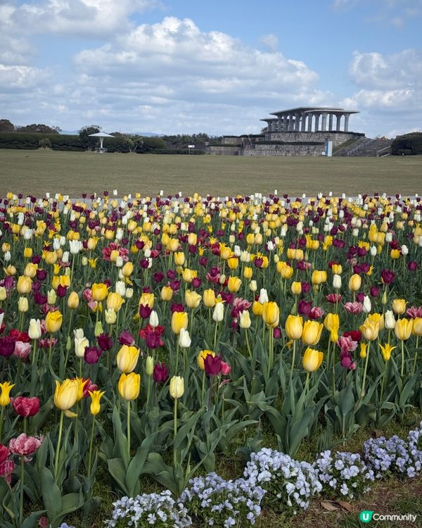 🌸福岡粉蝶花海🌸 春天必去打卡位！