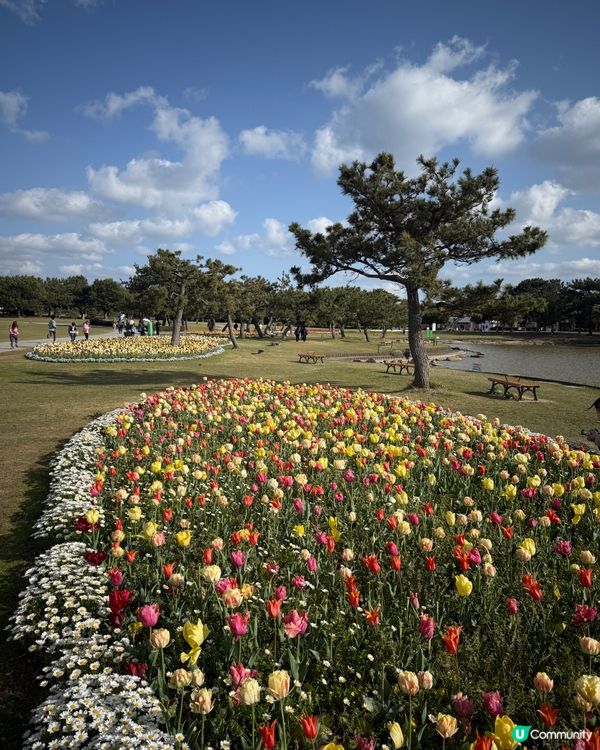 🌸福岡粉蝶花海🌸 春天必去打卡位！