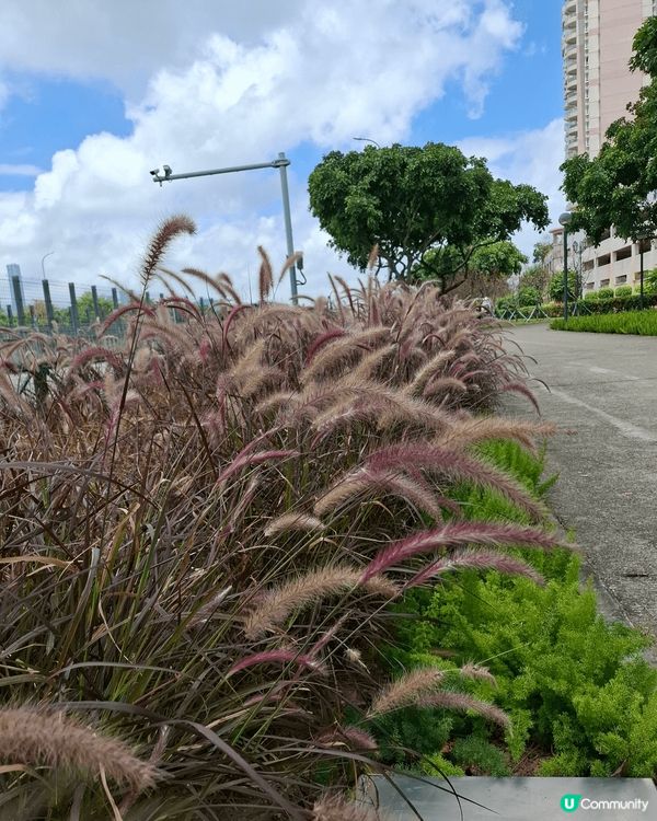 澳門除了繁華的賭場外,也有寧靜的自然生態,欣賞各種花花草草洗...