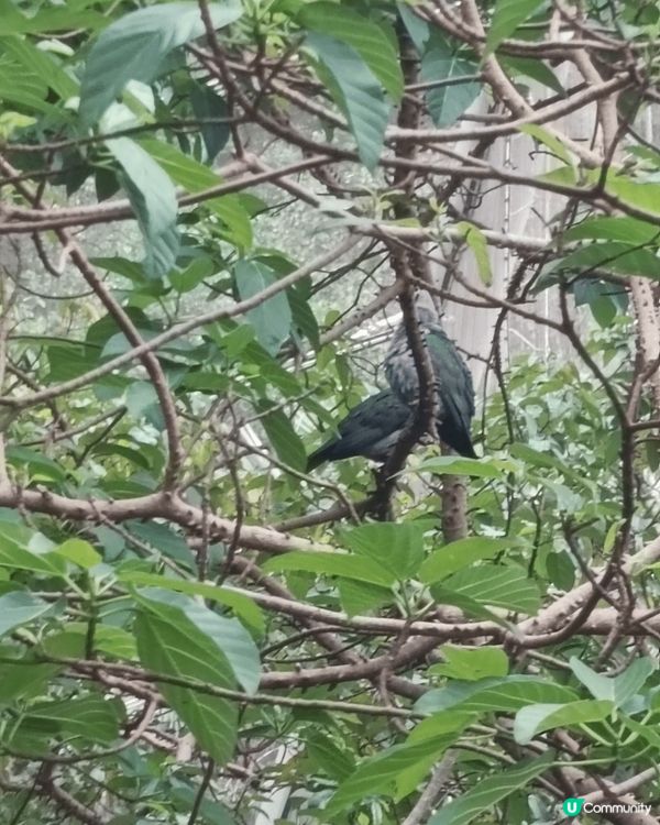 唔想成日北上 ，香港都有好去處，香港動植物公園，有植物有動物...