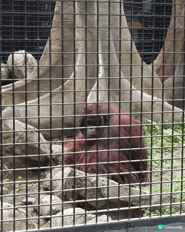 唔想成日北上 ，香港都有好去處，香港動植物公園，有植物有動物...