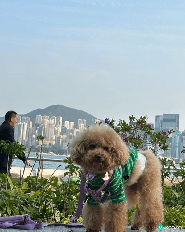 每個禮拜都會帶住愛犬遊山玩水周圍去玩，
