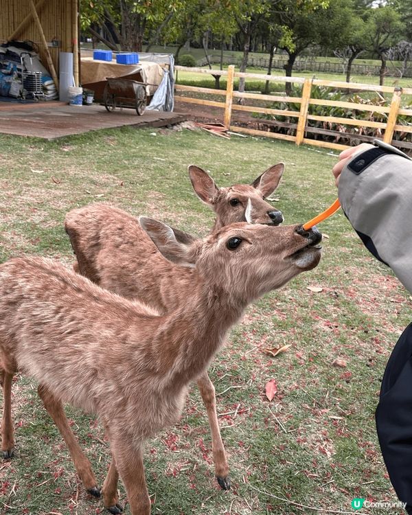 九江旅行團不僅帶您探索壯麗的風景，還能品嚐當地美食！從香氣四...