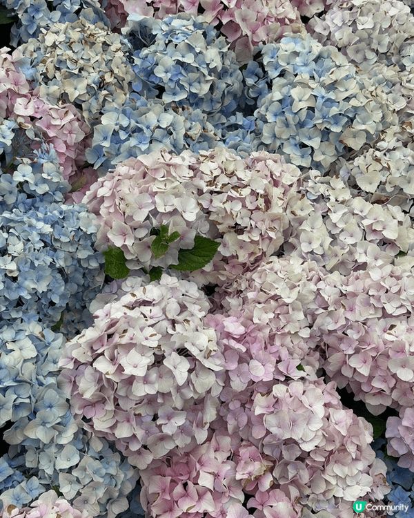 自然生態最為珍貴