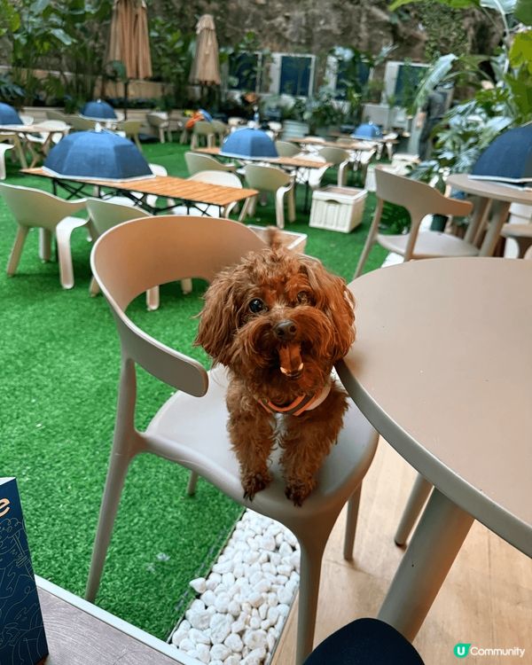 第一張是上星期剛帶狗狗去大澳遊