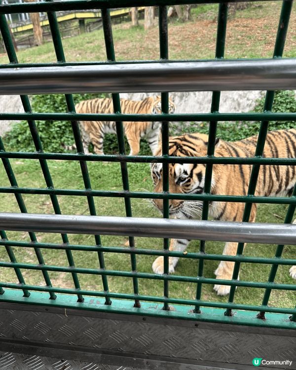 2025年4月第二度再遊深圳野生動物園