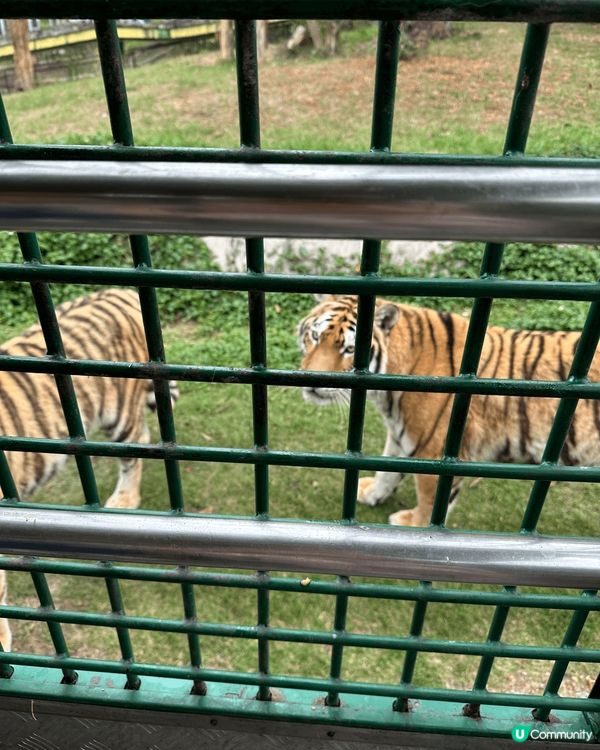 2025年4月第二度再遊深圳野生動物園