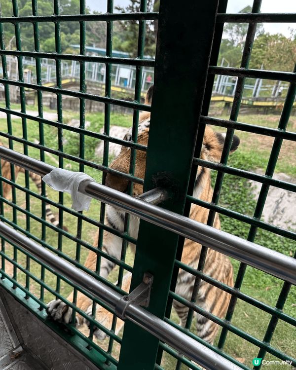 2025年4月第二度再遊深圳野生動物園