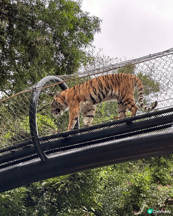 2025年4月第二度再遊深圳野生動物園