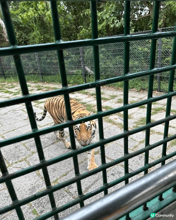 2025年4月第二度再遊深圳野生動物園