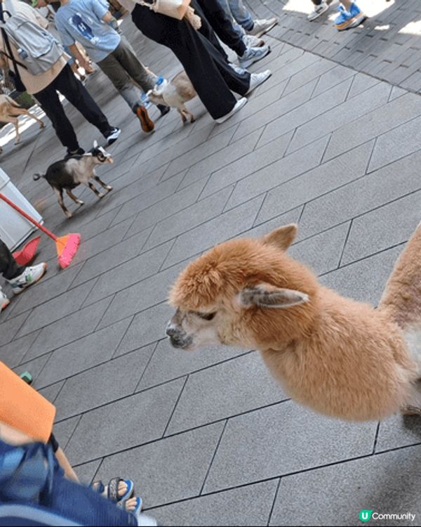 我地今次去左深圳，第一站:玩美攻略，嗰度有過百款機動遊戲玩，...