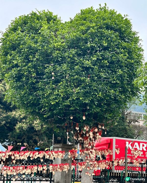 很久都沒有本地遊了，趁有一天假期，就去了林村玩半天，拍了很多...