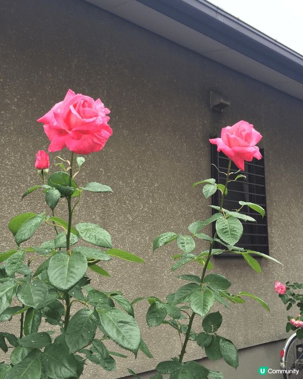 日本高松環境寧靜，洗滴心靈，雪糕精緻漂亮好味，沿路戶戶種的花...