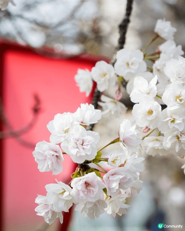 最近又到咗櫻花季，我就去咗櫻花熱門地點大阪同埋京都。今年嘅櫻...