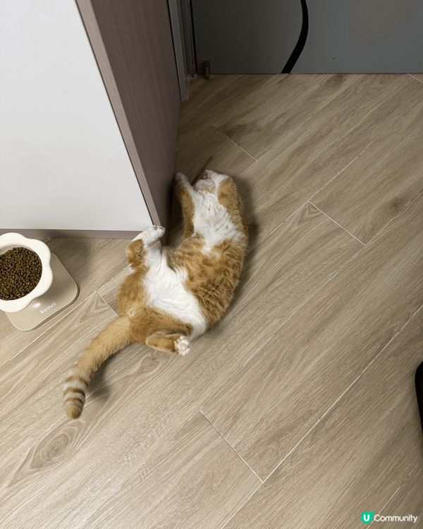 異短貓貓，兩兄妹，哥哥：笨笨，妹妹：妹子