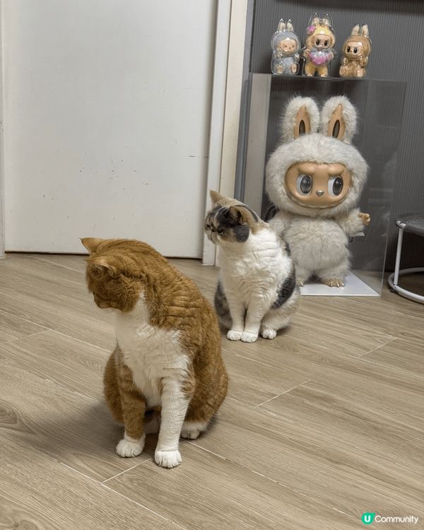 異短貓貓，兩兄妹，哥哥：笨笨，妹妹：妹子