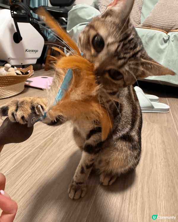 小寶露比八個月大，由小時候亂衝亂撞，到絕育手術之後，只喜歡躺...