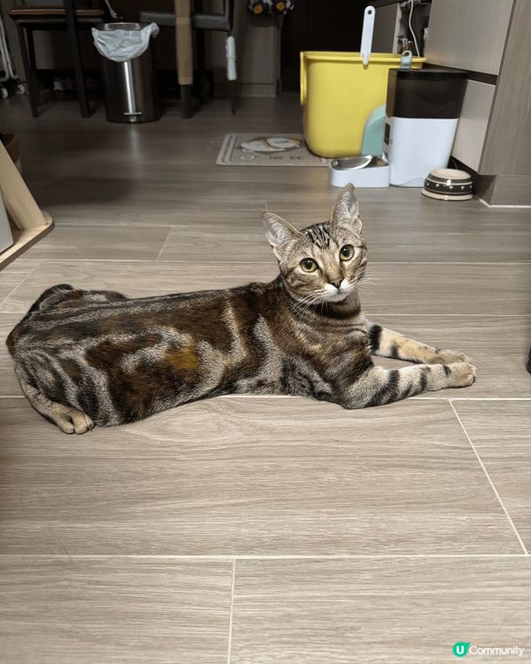 小寶露比八個月大，由小時候亂衝亂撞，到絕育手術之後，只喜歡躺...