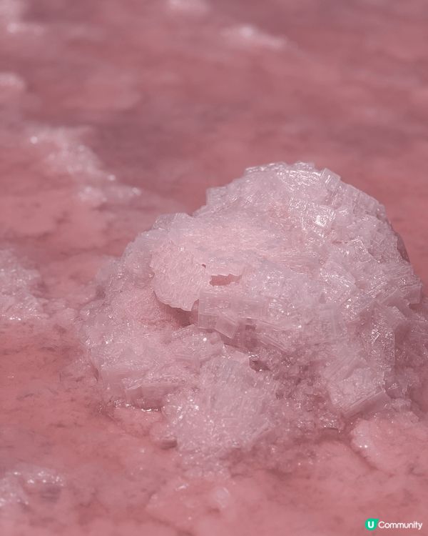 新年西澳珀斯遊沙漠滑沙享用出名澳洲龍蝦，最最最期待粉紅湖😍開...