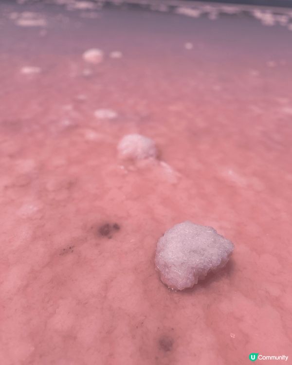 新年西澳珀斯遊沙漠滑沙享用出名澳洲龍蝦，最最最期待粉紅湖😍開...