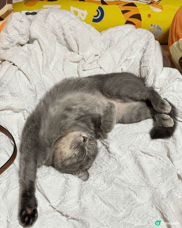 佢叫菲菲，最中意就係食同訓，係一隻非常八卦既貓