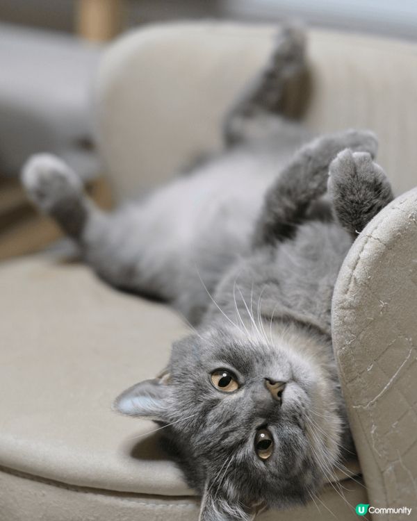 佢叫菲菲，最中意就係食同訓，係一隻非常八卦既貓