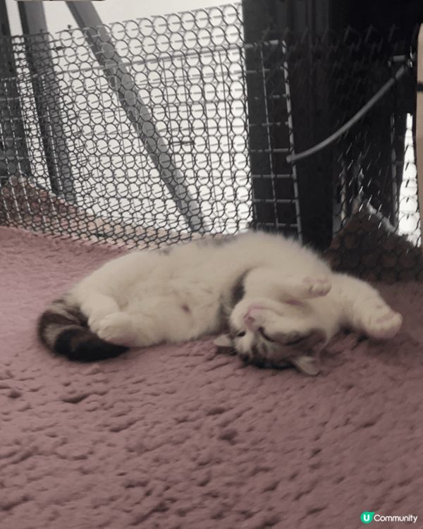 貓貓係叫得得，係一個九個月大嘅小朋友，喺屋企係公主，佢好鍾意...