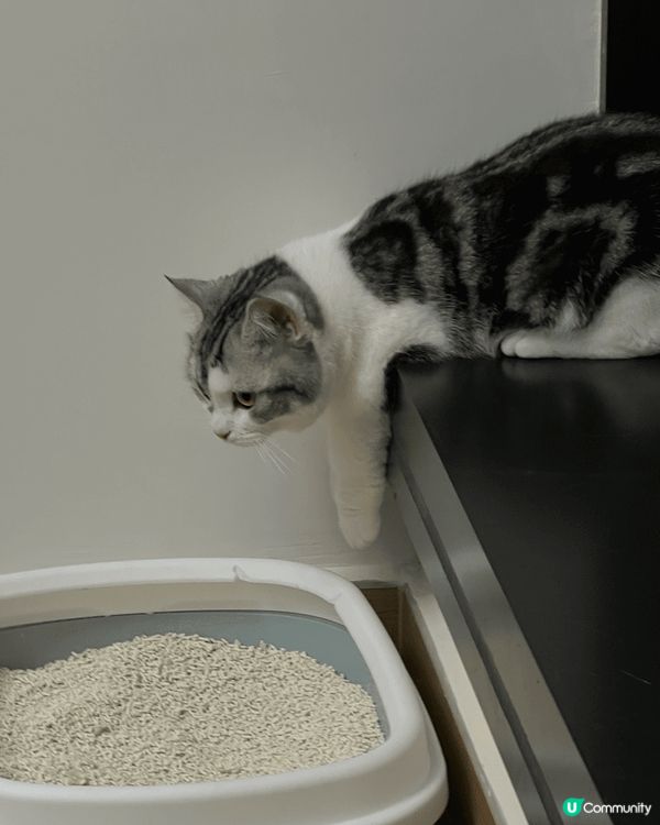 貓貓係叫得得，係一個九個月大嘅小朋友，喺屋企係公主，佢好鍾意...