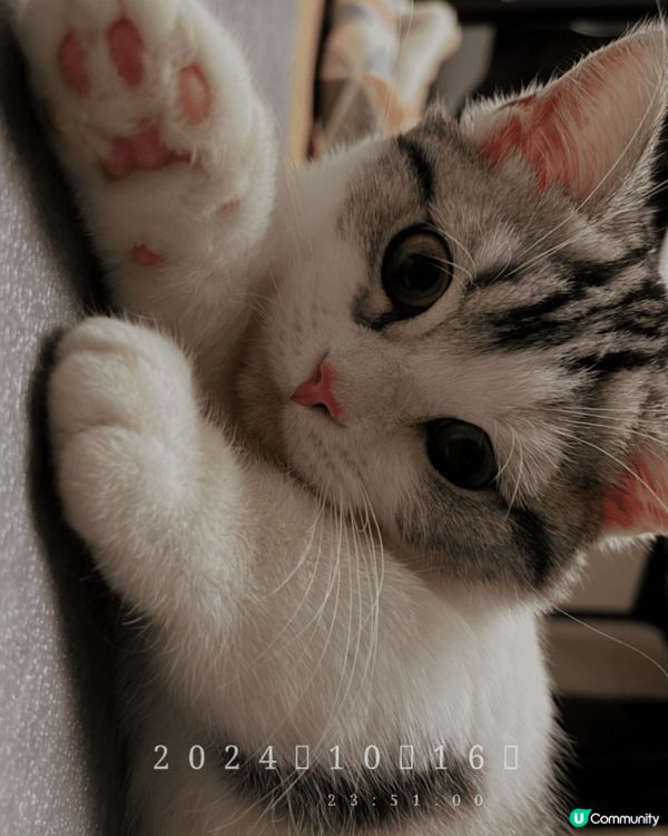 貓貓係叫得得，係一個九個月大嘅小朋友，喺屋企係公主，佢好鍾意...