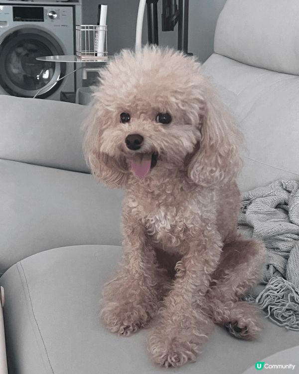 Halo, 我叫牛油，最喜歡吃雞肉，感到快樂時會擺出尷尬而不...