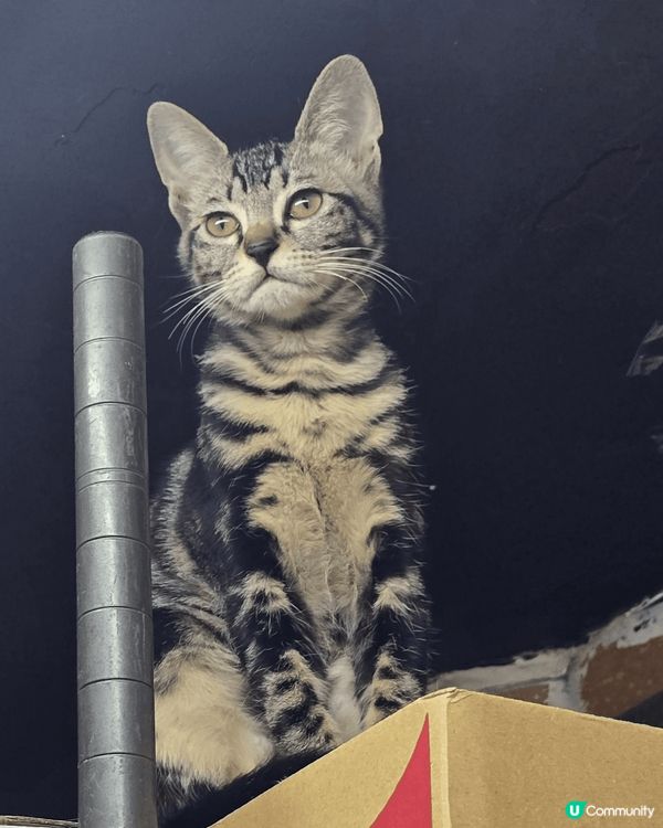 大家好我家主子叫做吉吉及福仔，剛剛好四个月大！🥰🥰