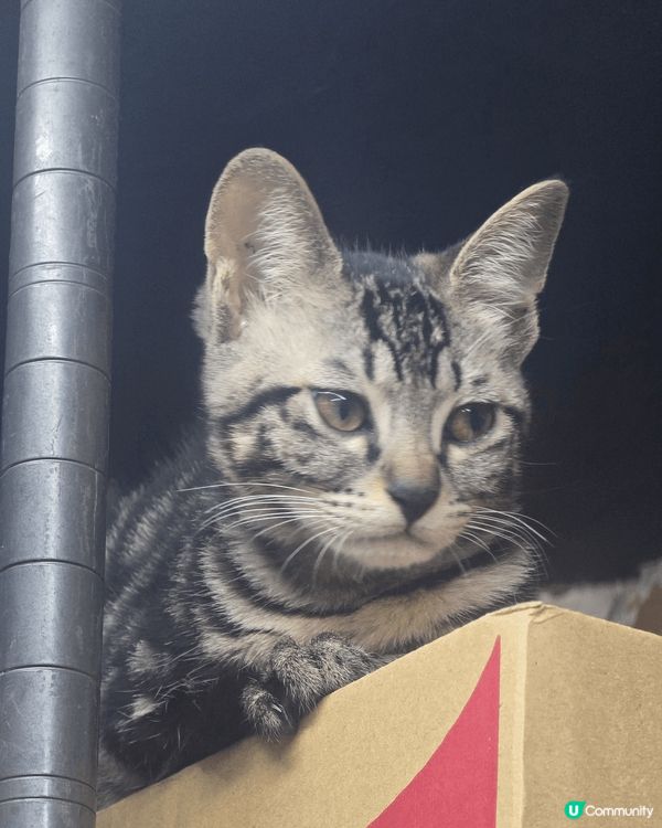 大家好我家主子叫做吉吉及福仔，剛剛好四个月大！🥰🥰