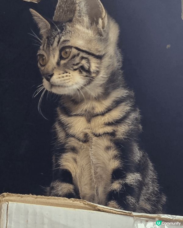 大家好我家主子叫做吉吉及福仔，剛剛好四个月大！🥰🥰