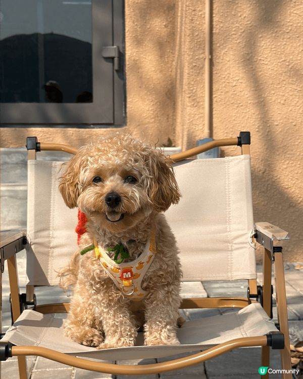 我哋叫009,招牌笑容電到你暈,強項係食玩訓❤️