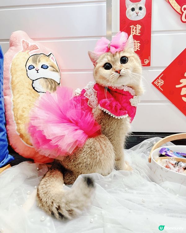 上面D靚相大部分都係屋企同我嘅主子影，有慶祝3歲生日蛋糕相，...