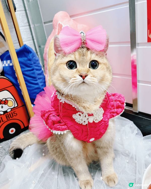 上面D靚相大部分都係屋企同我嘅主子影，有慶祝3歲生日蛋糕相，...