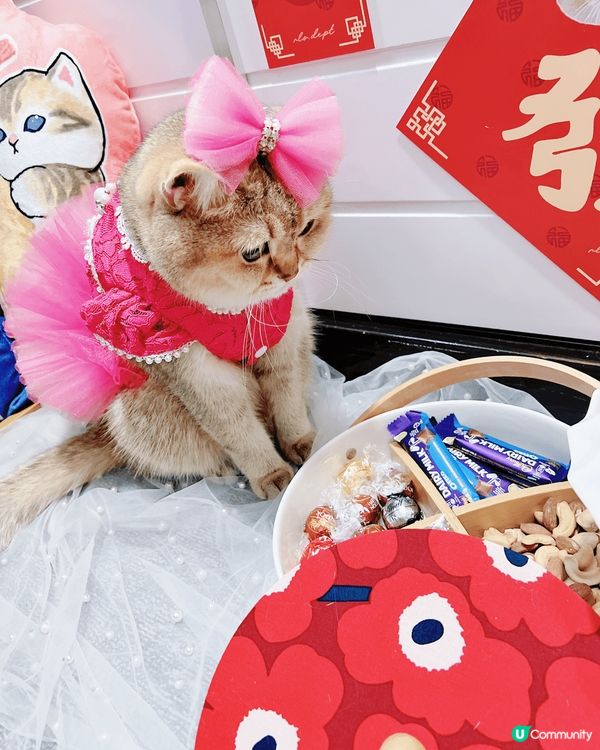 上面D靚相大部分都係屋企同我嘅主子影，有慶祝3歲生日蛋糕相，...