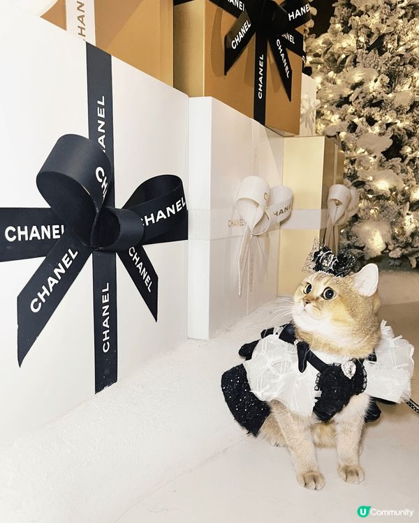 上面D靚相大部分都係屋企同我嘅主子影，有慶祝3歲生日蛋糕相，...